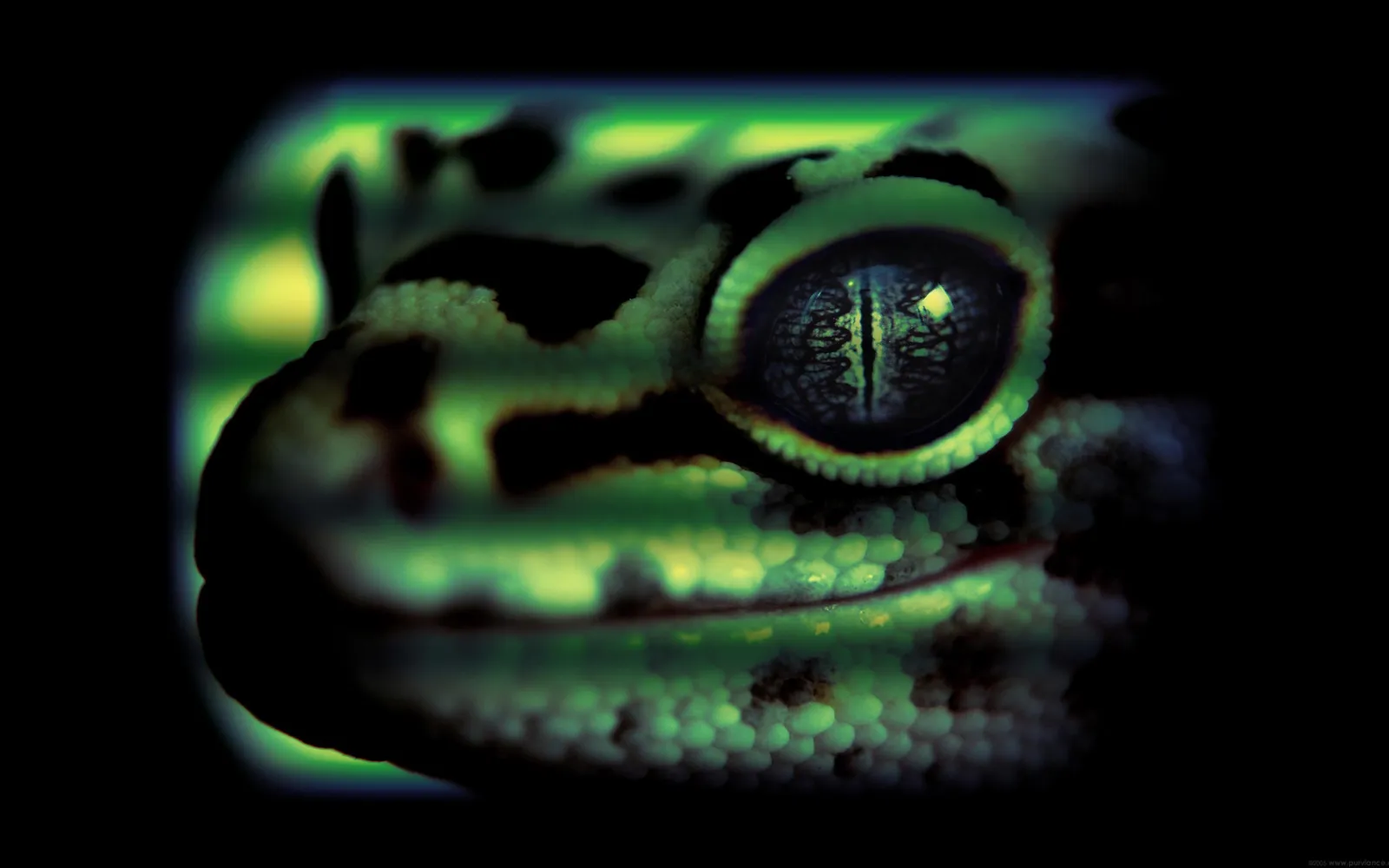 Extreme close-up of a leopard gecko's eye and patterned skin, with a dark background.