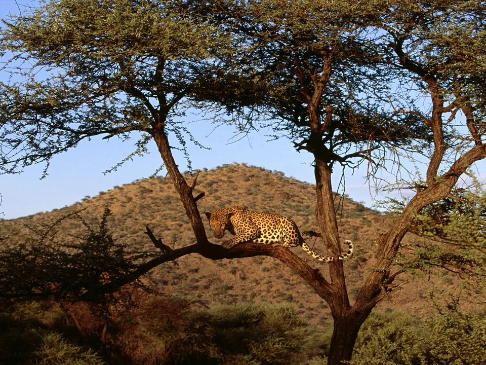 A spotted leopard rests on a thick branch of a tree in a dry, hilly landscape.