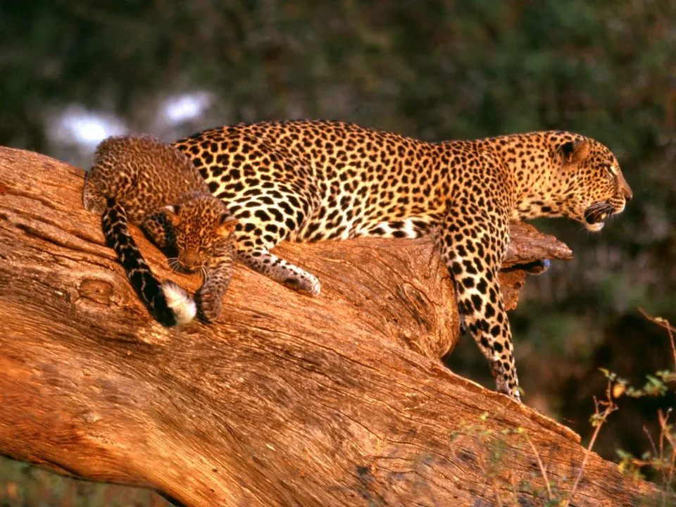 A mother leopard and her cub rest on a large, textured tree branch, with the cub nestled close to its mother.