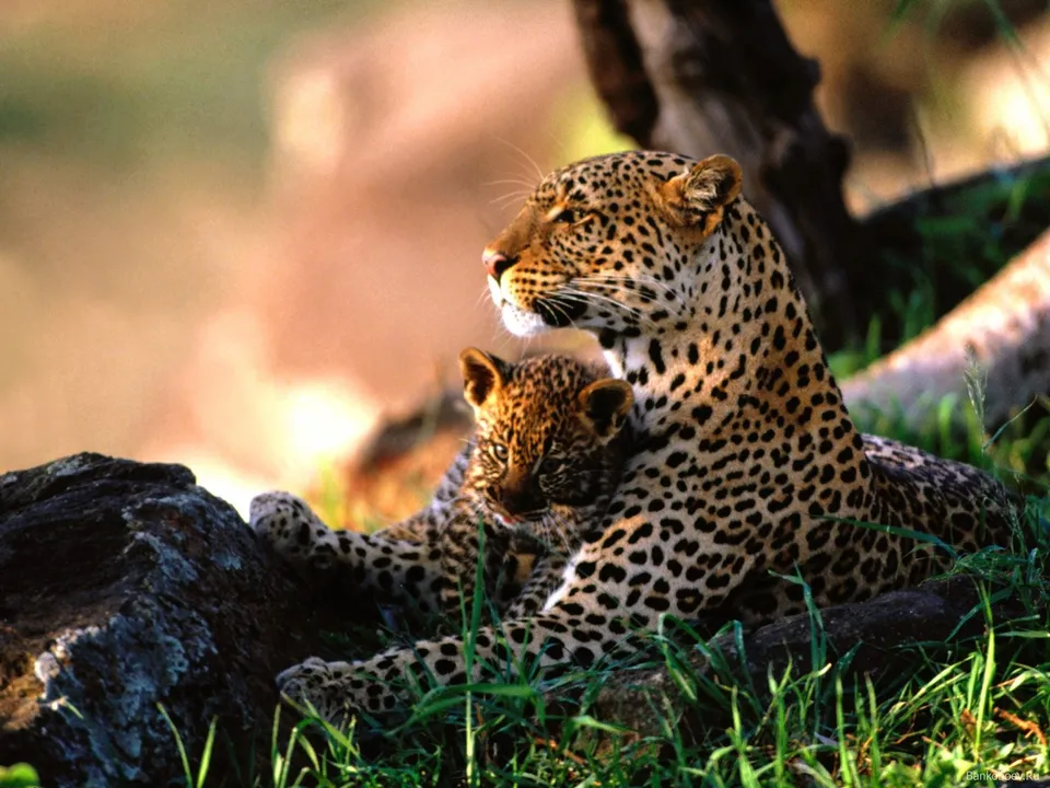 A leopard mother rests with her cub nestled beside her in the grass.