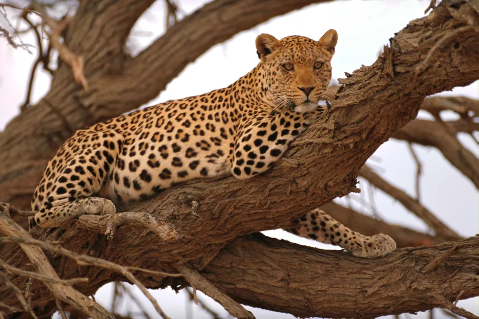 A leopard with spotted fur rests on a thick tree branch, looking towards the camera.