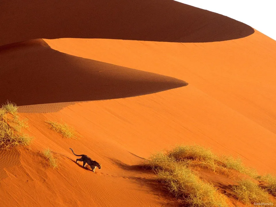 A leopard walks down a large, orange sand dune, casting a shadow.