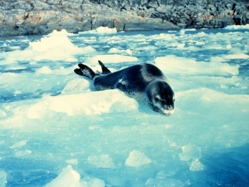 A leopard seal rests on a floating ice floe with rocky cliffs in the background.