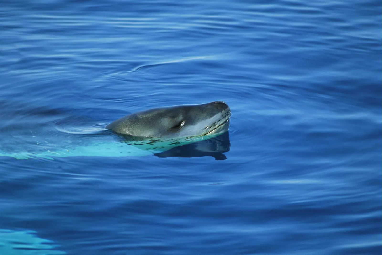 A leopard seal surfaces in the deep blue ocean, its head and part of its body visible above the water.