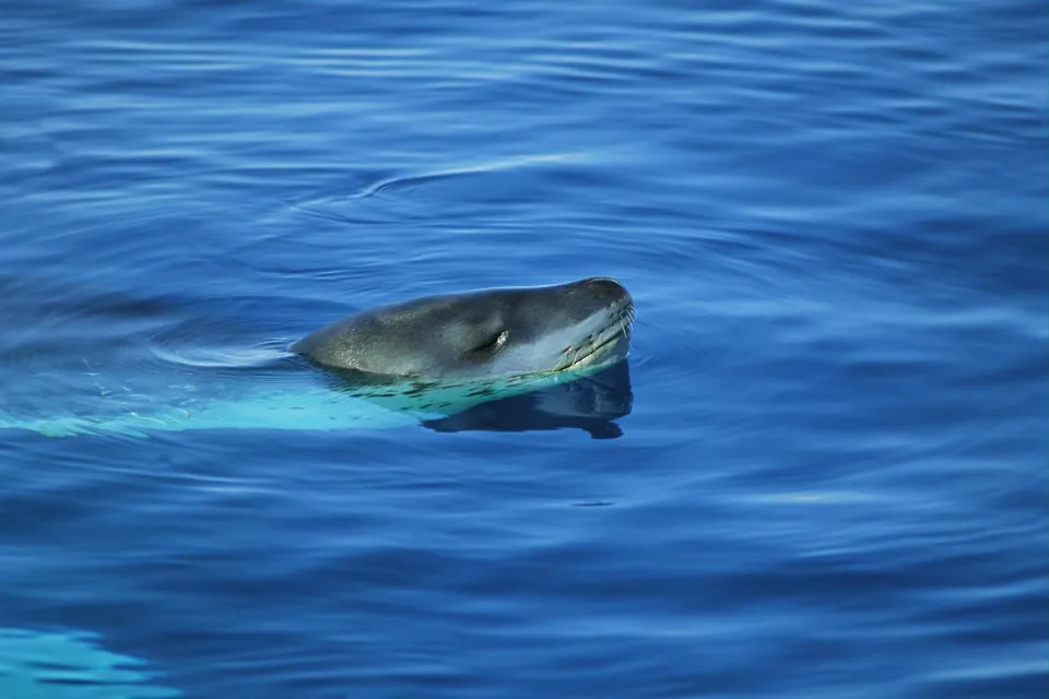 A leopard seal surfaces in the deep blue ocean, its head and part of its body visible above the water.