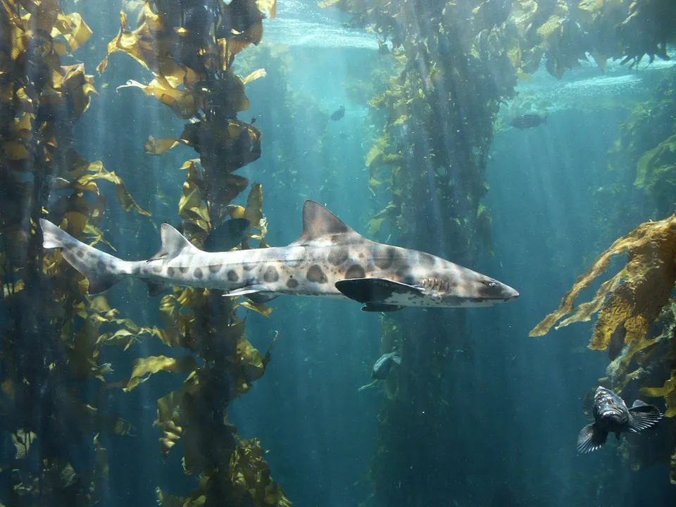 A leopard shark swims through a kelp forest with sunbeams filtering through the water.