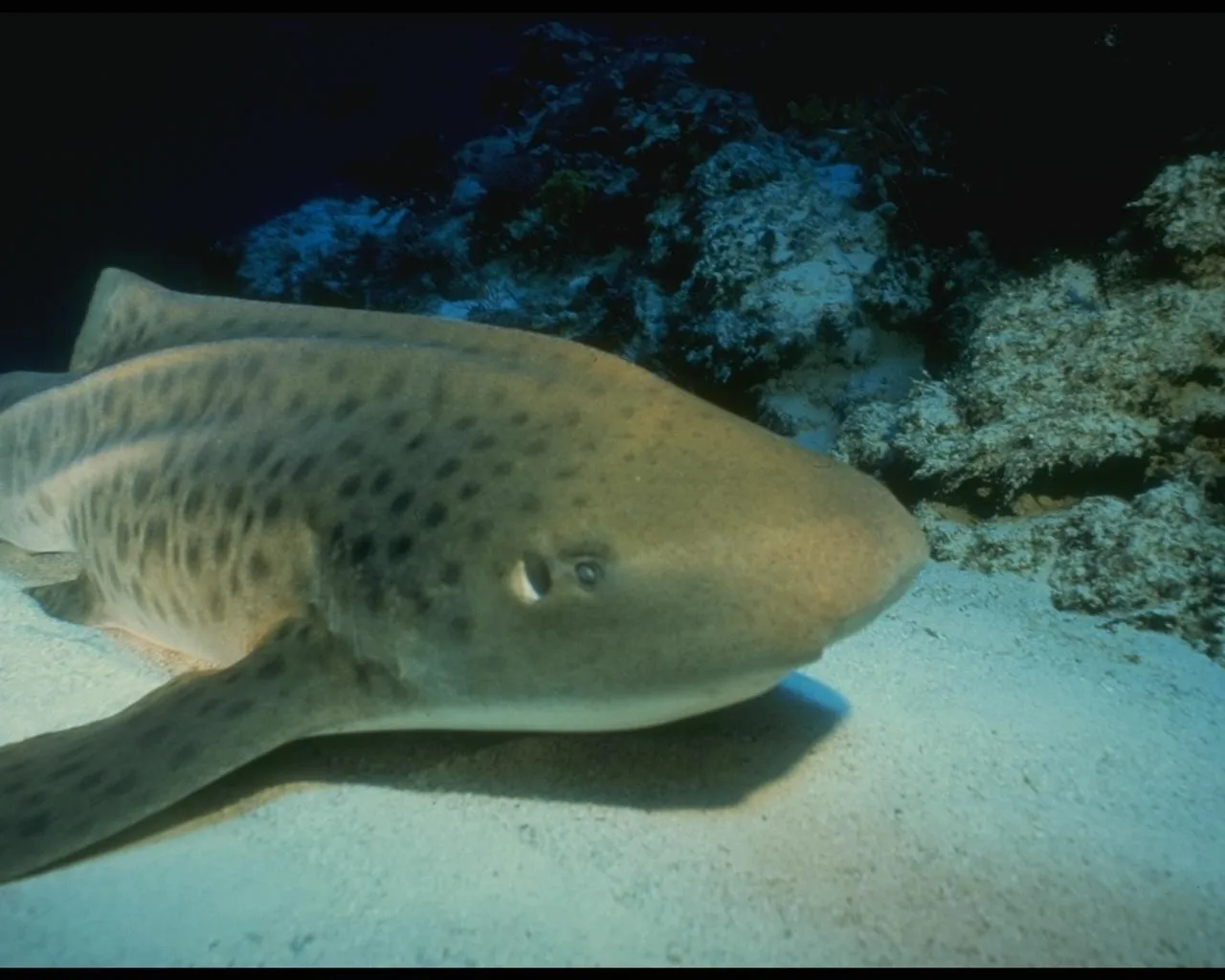 A leopard shark rests on a sandy seabed near coral formations in clear blue water.