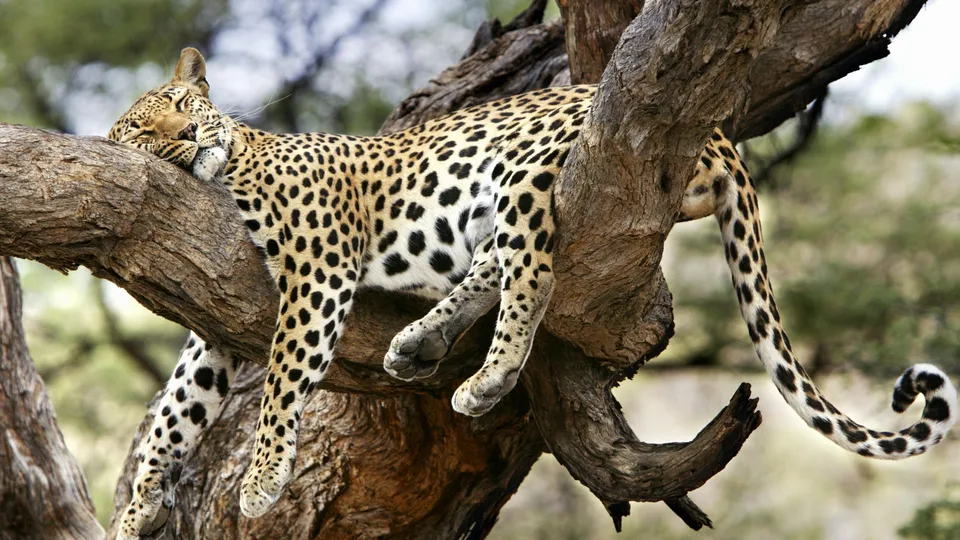 A leopard sleeps soundly on a thick tree branch, its spotted body draped over the wood.