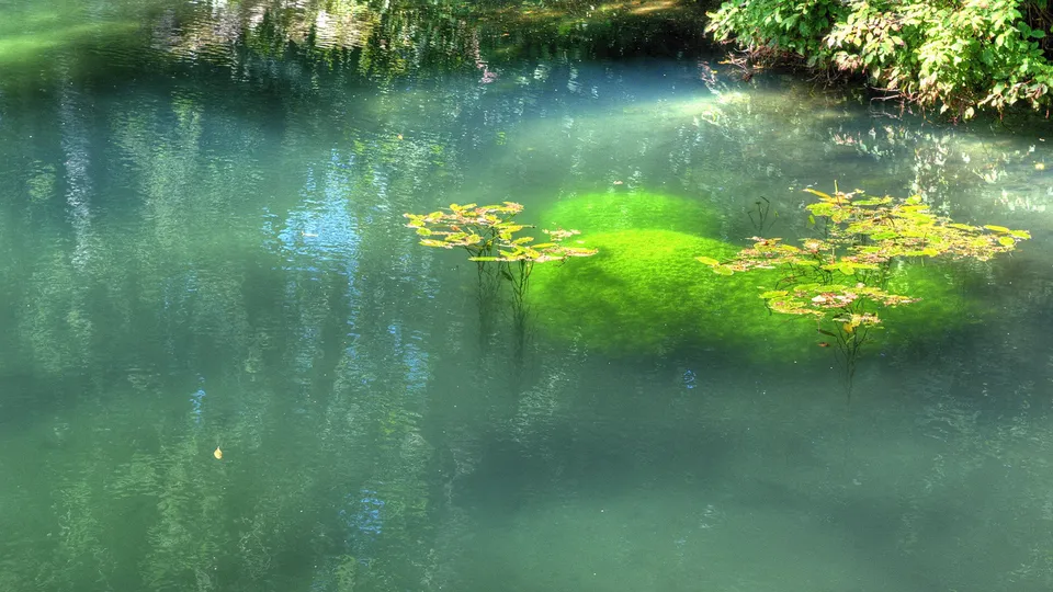 Lily pads float on the surface of a clear, green body of water, with submerged algae visible.