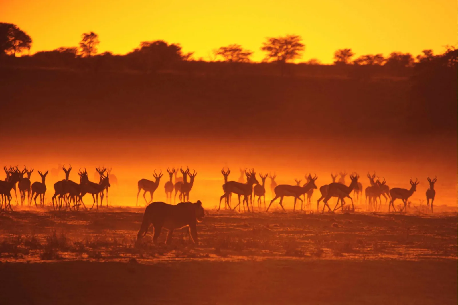 A lion walks in silhouette across a grassy plain towards a herd of antelope at sunset.