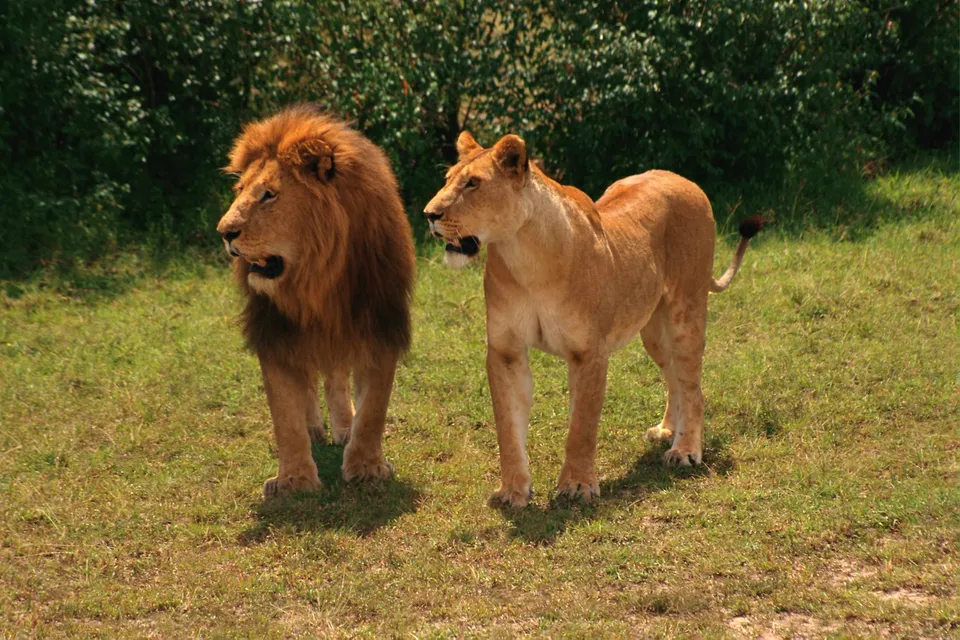 A male lion with a full mane and a lioness stand side-by-side in a grassy field with a blurred green background.