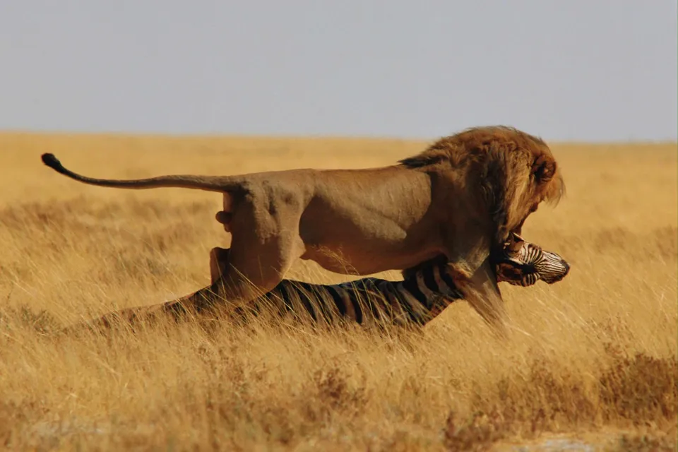 A male lion carries a zebra carcass through dry, golden grass under a pale sky.