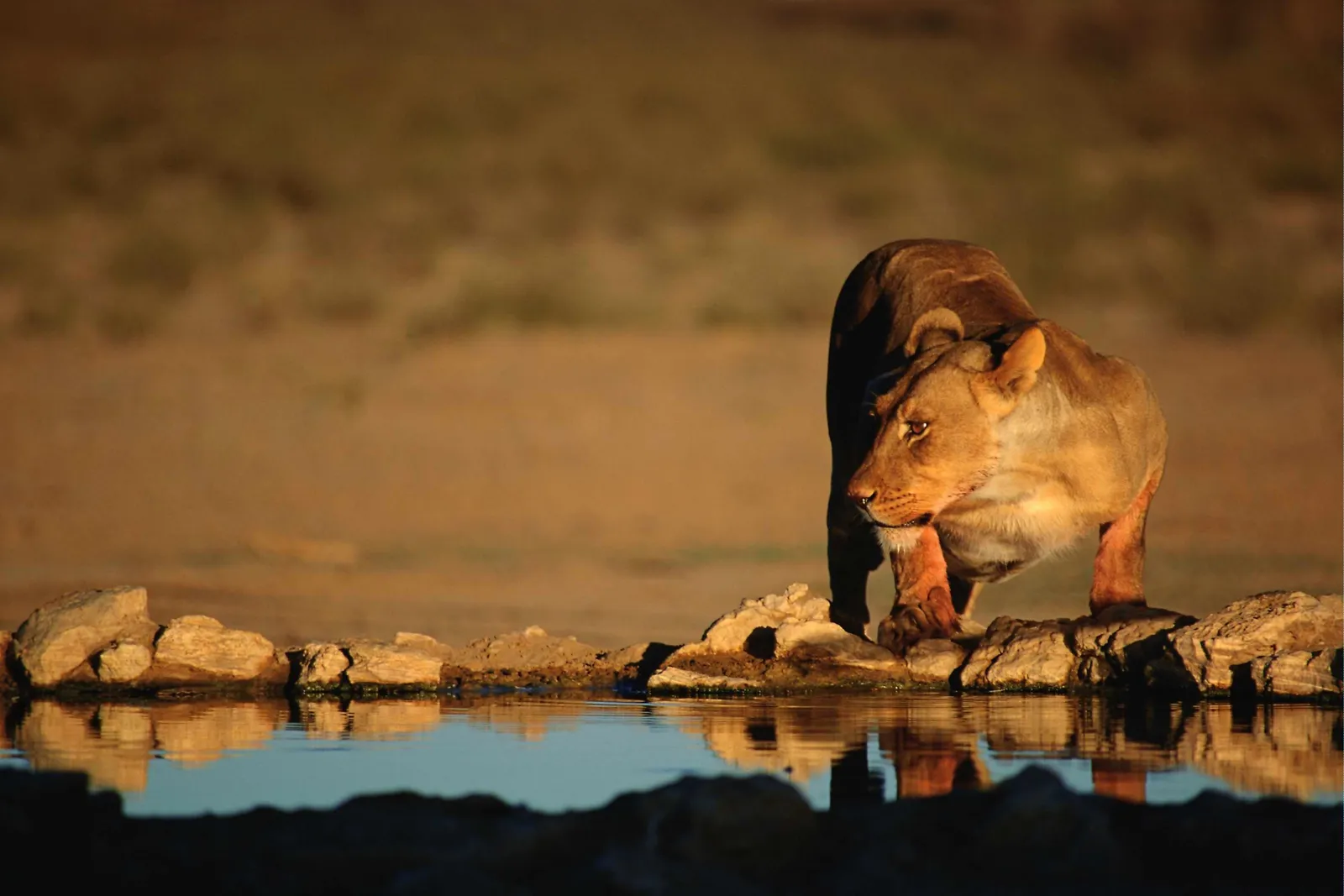 A lioness cautiously approaches a waterhole, illuminated by the warm glow of sunset.