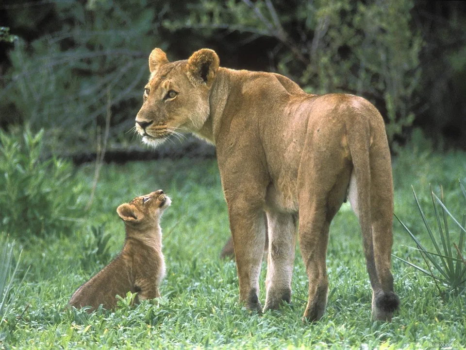 A lioness stands over her cub, both looking up with curiosity in a grassy, green environment.