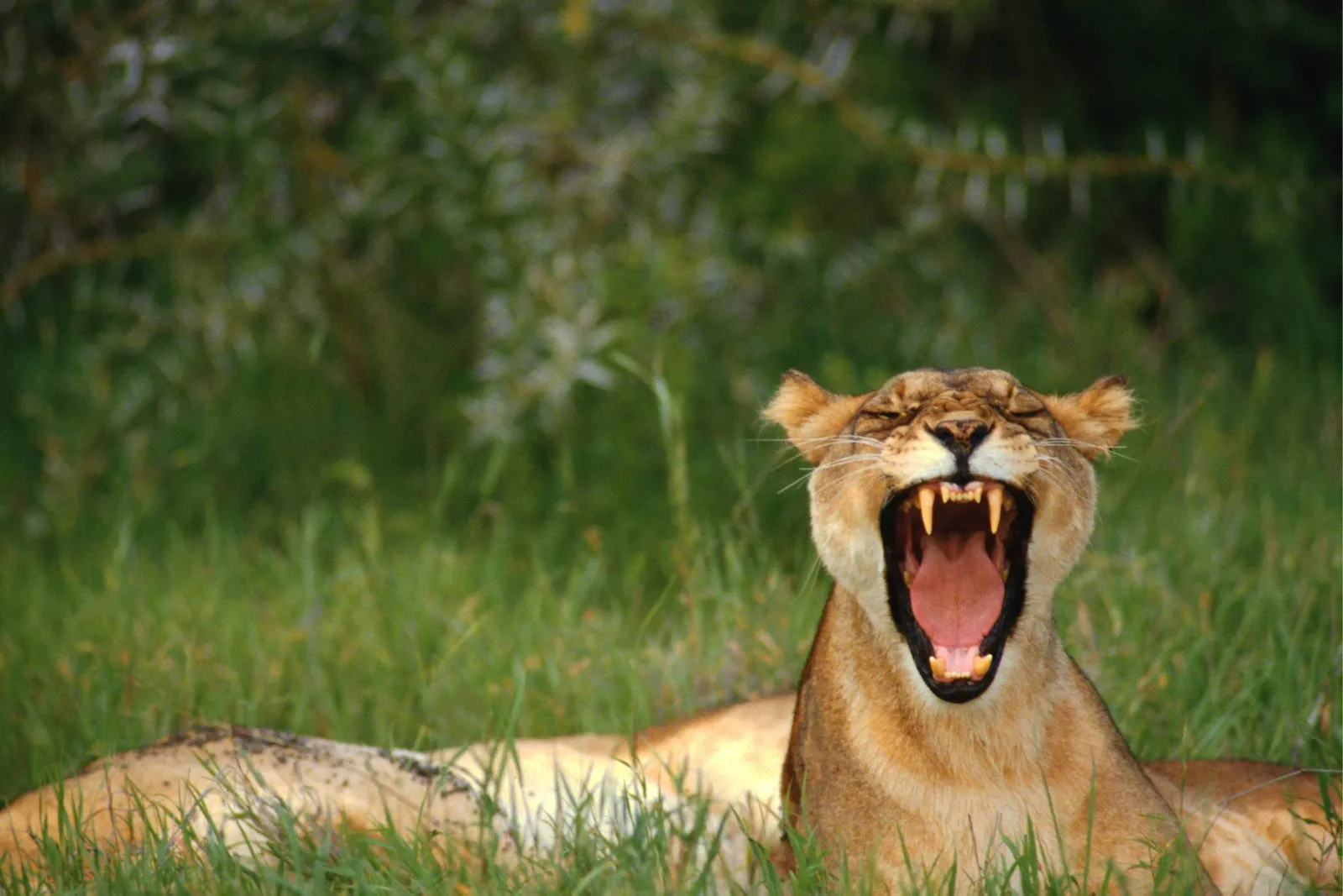 A lioness yawns widely, showing her teeth and pink tongue, while lying in green grass.