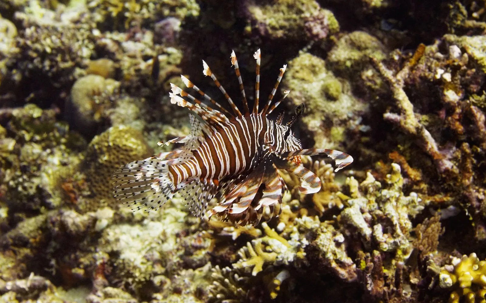 A lionfish with striking stripes swims through a vibrant coral reef.