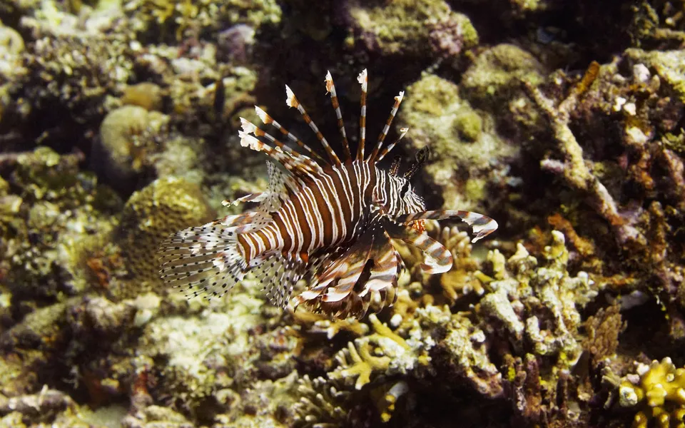 A lionfish with striking stripes swims through a vibrant coral reef.