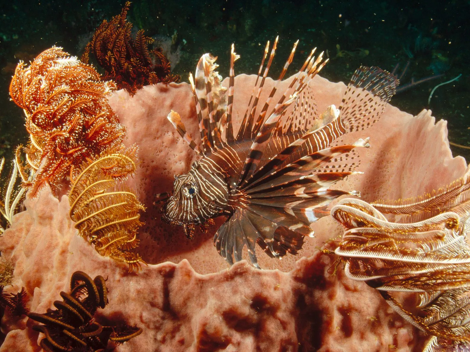 A lionfish with striped fins rests on a pink sponge surrounded by feathery sea creatures.