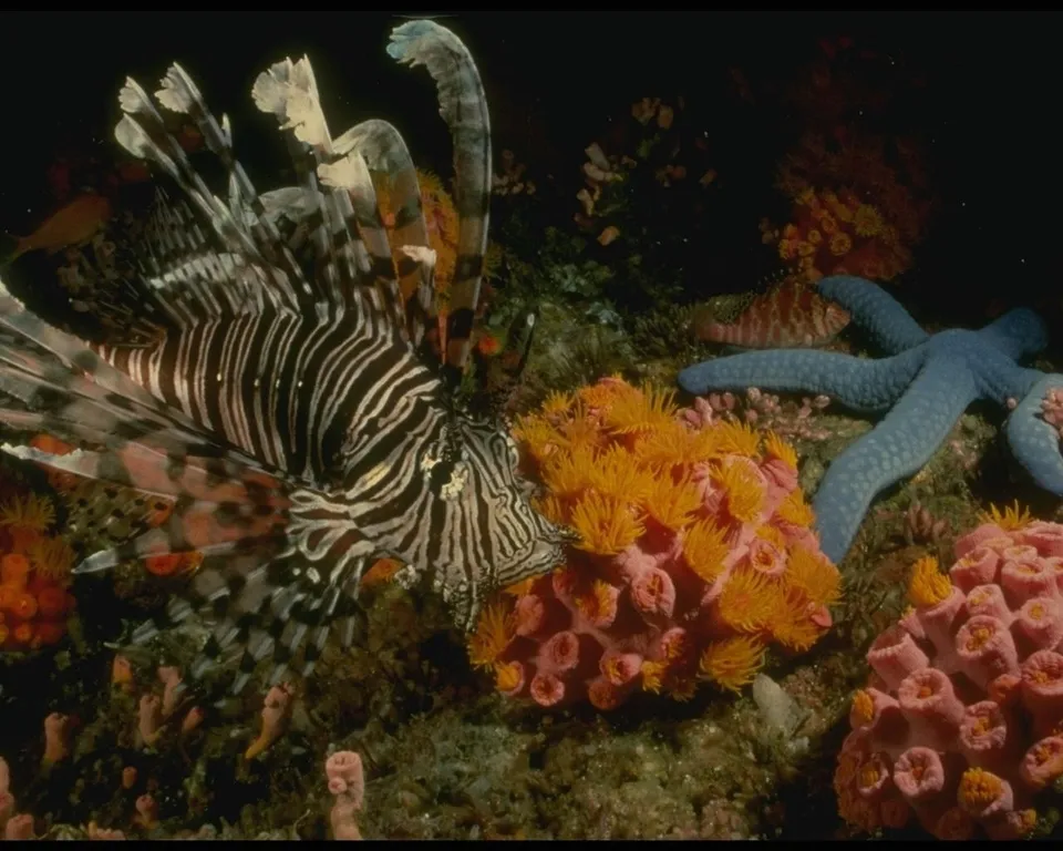 A lionfish with striking stripes swims near colorful coral and a blue starfish on the ocean floor.