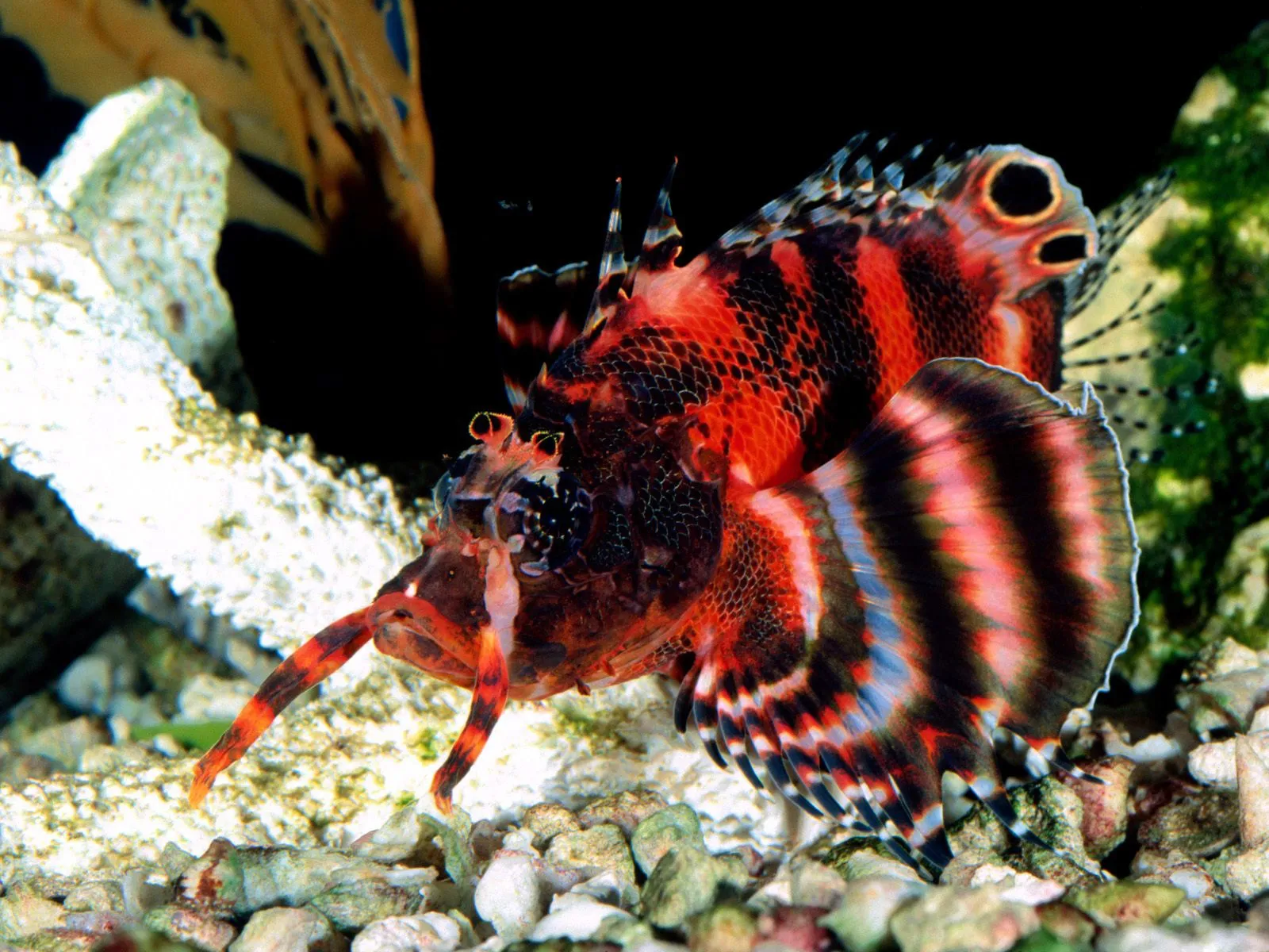A lionfish with striking red and black stripes and spiky fins swims underwater.