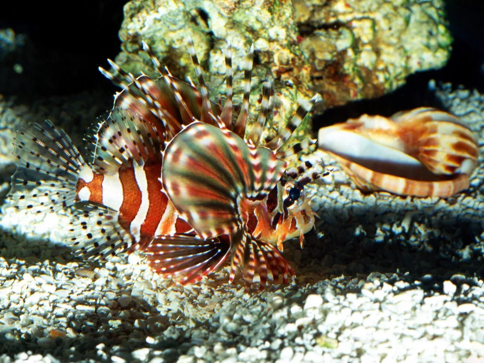 A lionfish with striking red and white stripes is positioned on a gravelly ocean floor next to a large seashell.