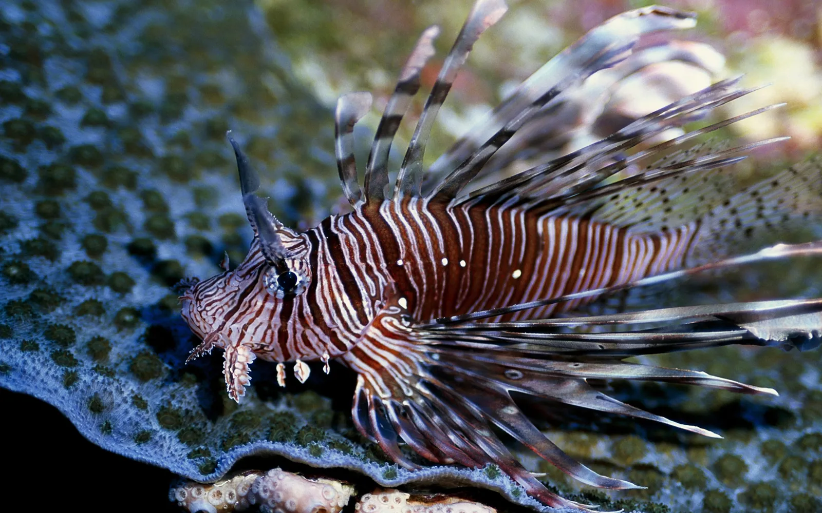 A lionfish with distinctive stripes swims near a coral reef.