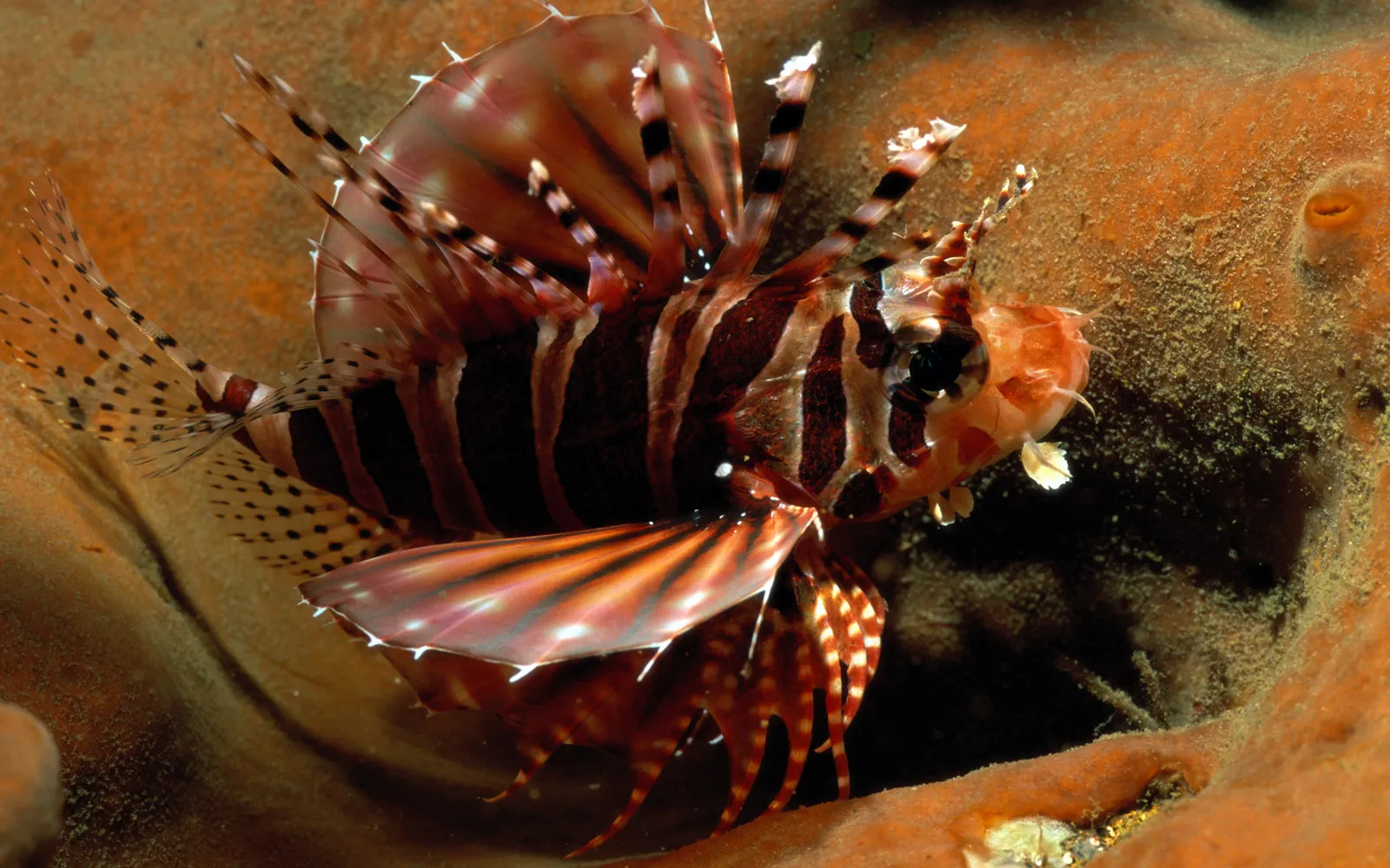 A lionfish with striking red and white stripes and feathery fins swims near a textured orange coral.