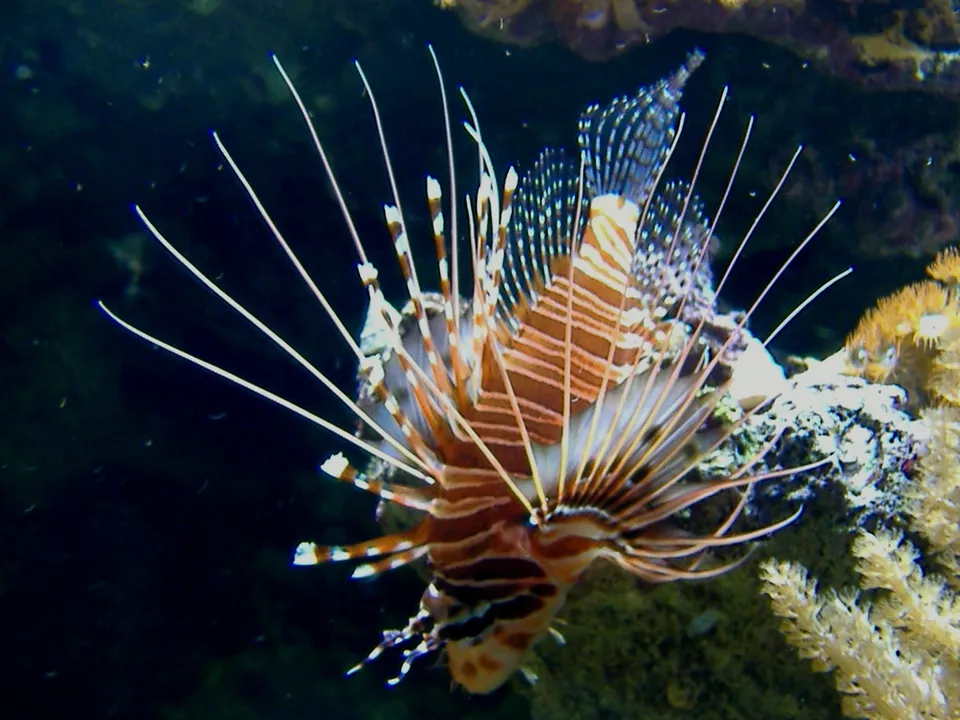 A lionfish with distinctive striped fins swims near coral.