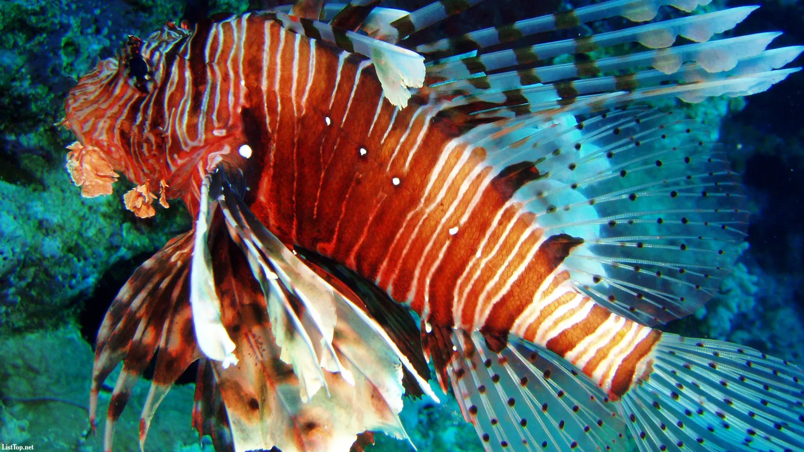 A close-up of a lionfish with distinctive orange and white stripes and flowing fins underwater.