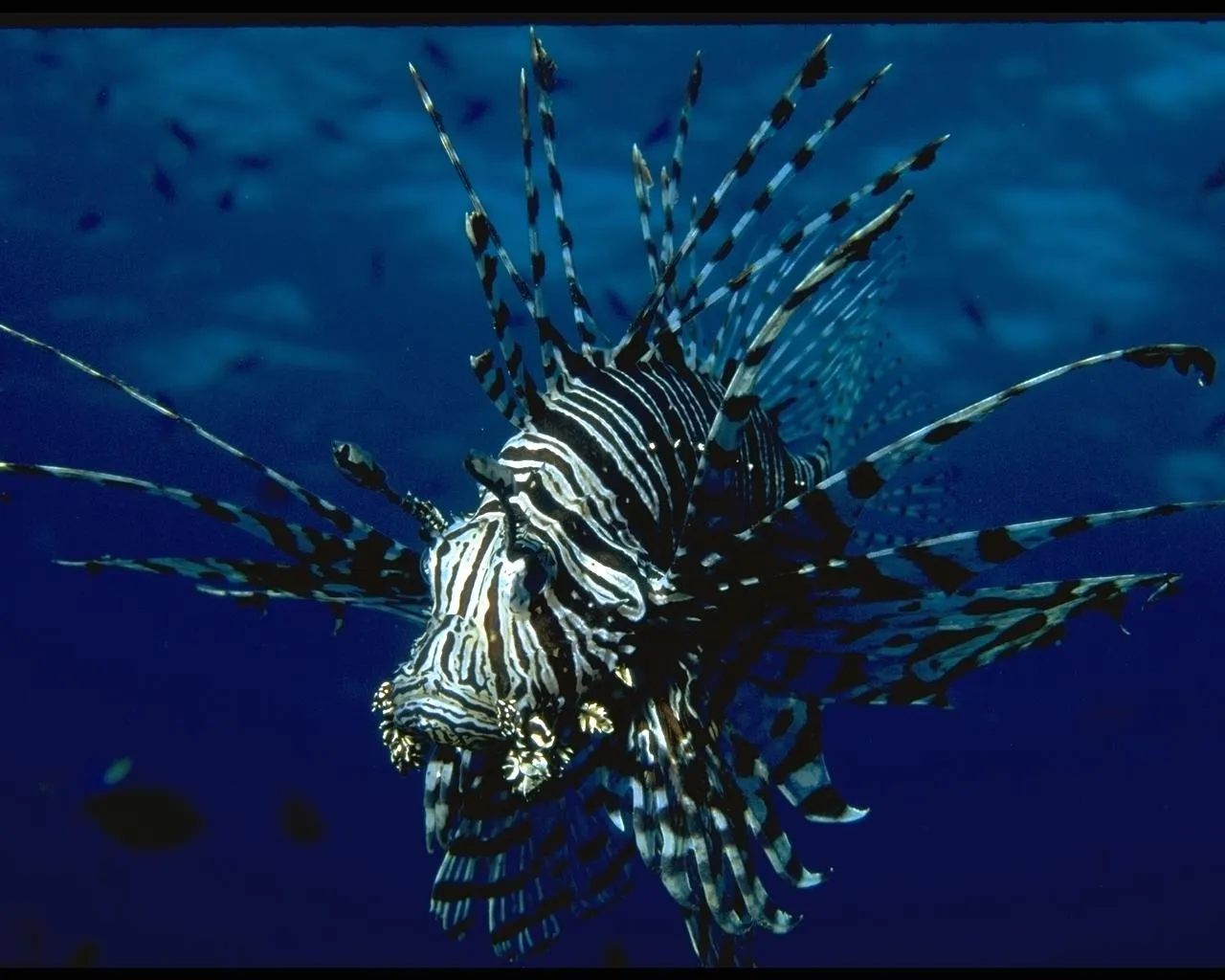 A lionfish with striking black and white stripes swims in the deep blue ocean.