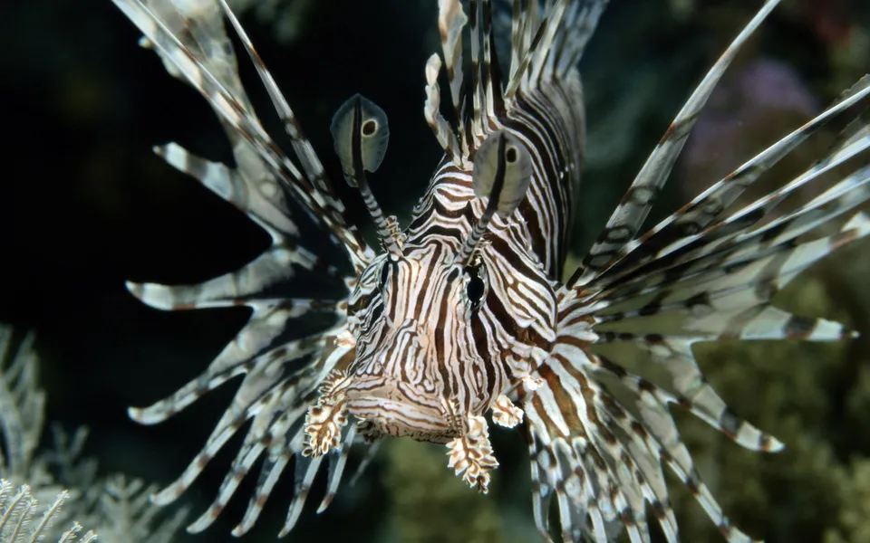 A close-up of a lionfish with striking stripes and spiky fins, facing forward.
