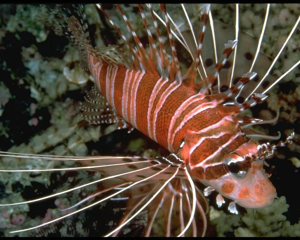 A lionfish with vibrant red and white stripes and delicate, spiky fins is shown in the ocean.