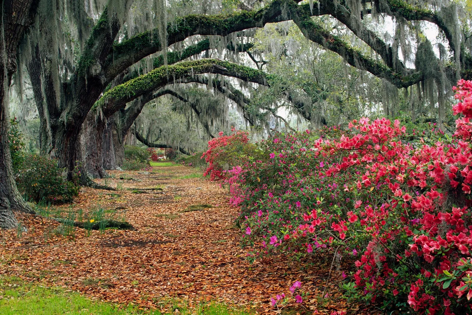 A pathway lined with large live oak trees draped in Spanish moss and blooming azalea bushes.