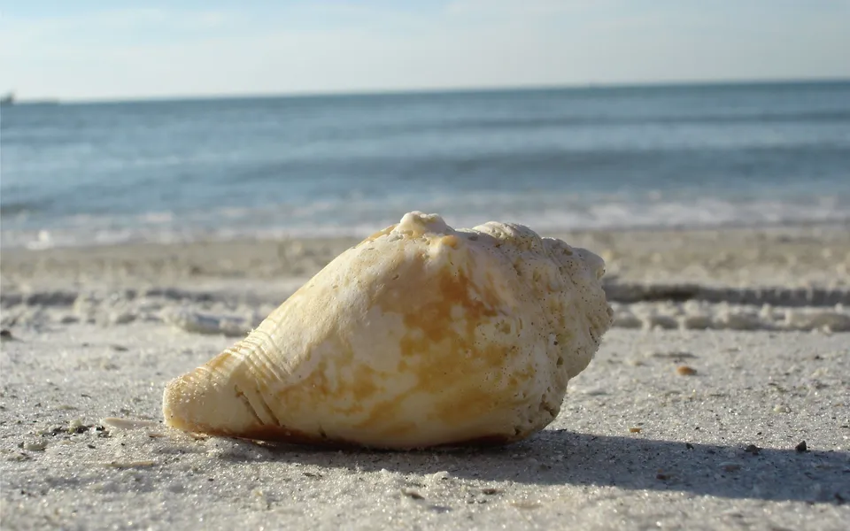 A single conch seashell sits on fine sand with the ocean lapping the shore.
