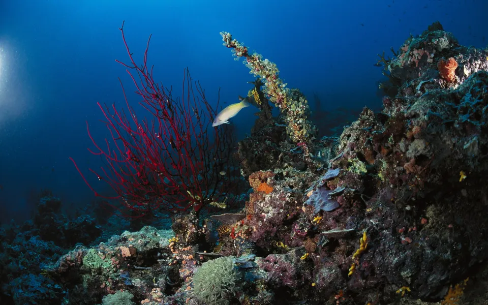 A single fish swims past a striking red sea fan and diverse coral formations in clear blue water.