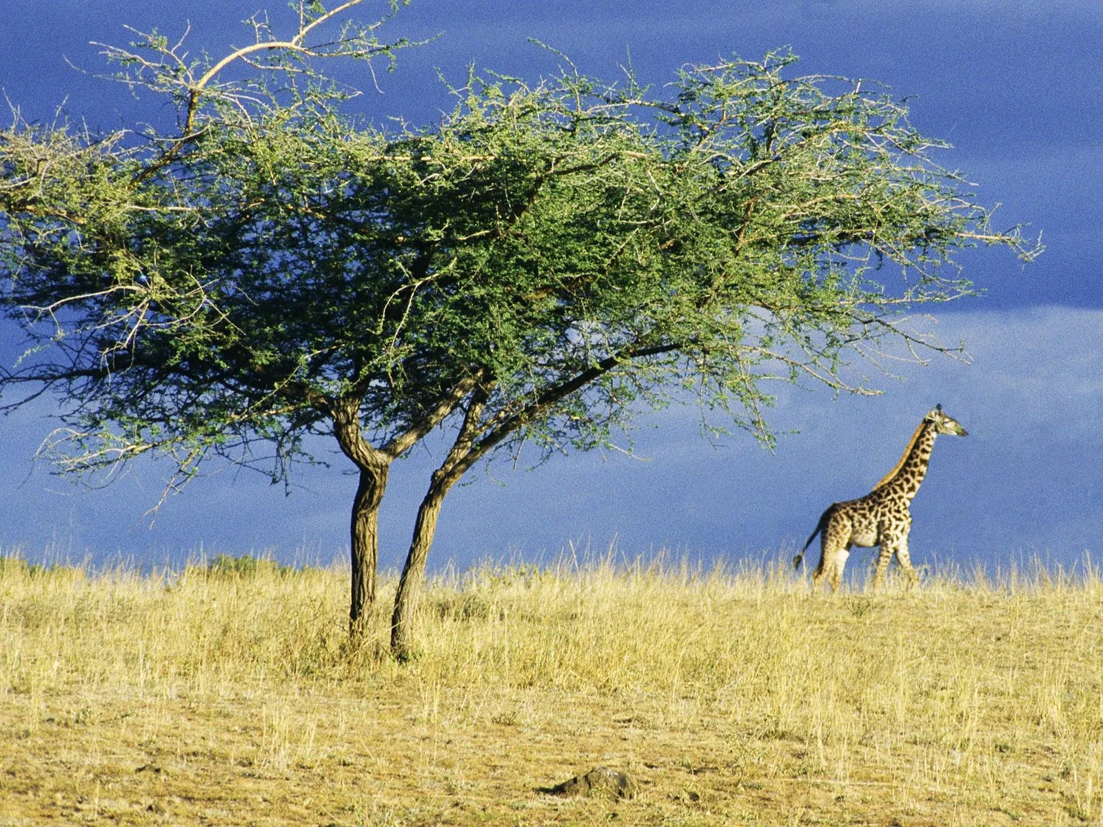 A giraffe walks across a grassy savanna under a large acacia tree with a blue sky in the background.