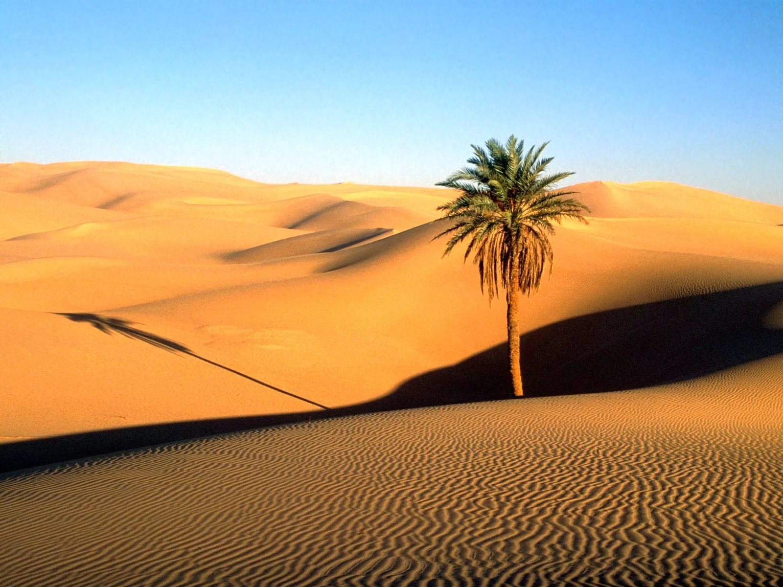 A single palm tree stands in a vast desert landscape with rolling sand dunes under a clear blue sky.