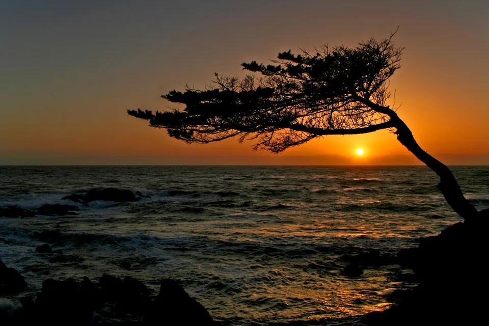 A silhouette of a windswept tree stands against a vibrant orange sunset over the ocean.