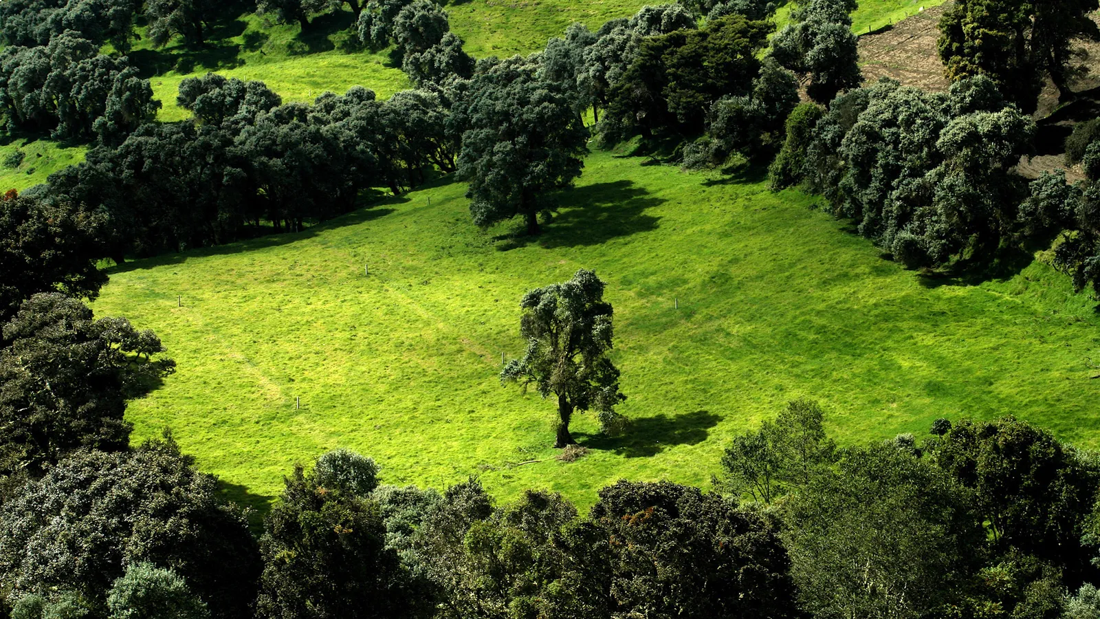 A single tree stands in a vibrant green, rolling meadow surrounded by dark green trees.