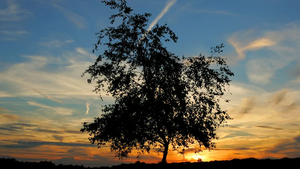 A lone tree silhouetted against a dramatic sunset sky with orange, yellow, and blue hues.
