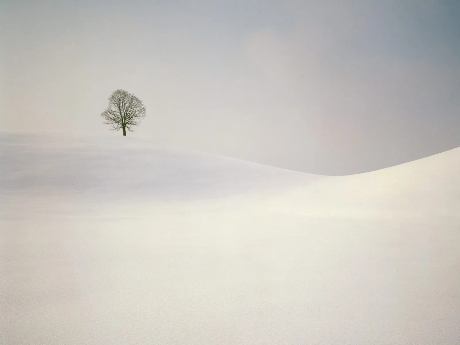 A single bare tree stands on a snow-covered hill under a pale sky.