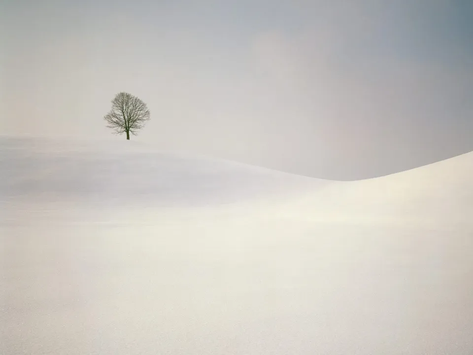A single bare tree stands on a snow-covered hill under a pale sky.