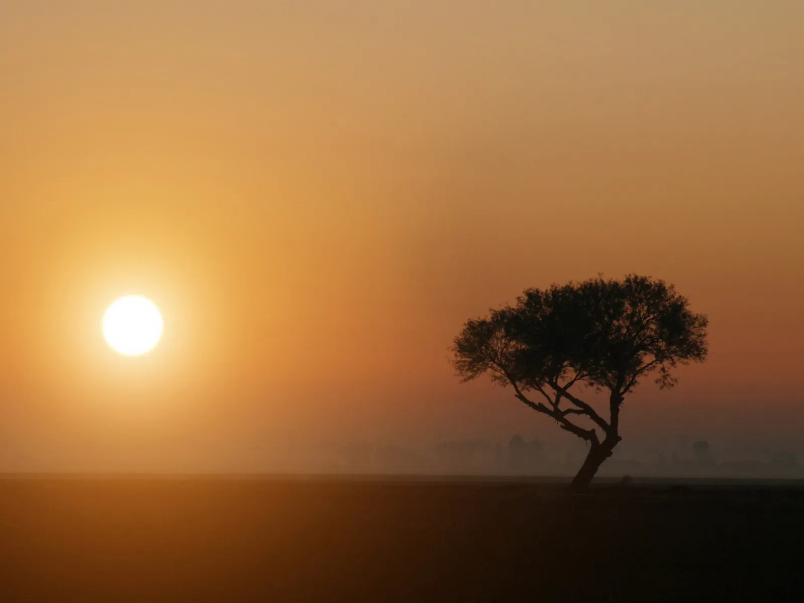 A single tree stands in silhouette against a vibrant orange sky during sunrise.
