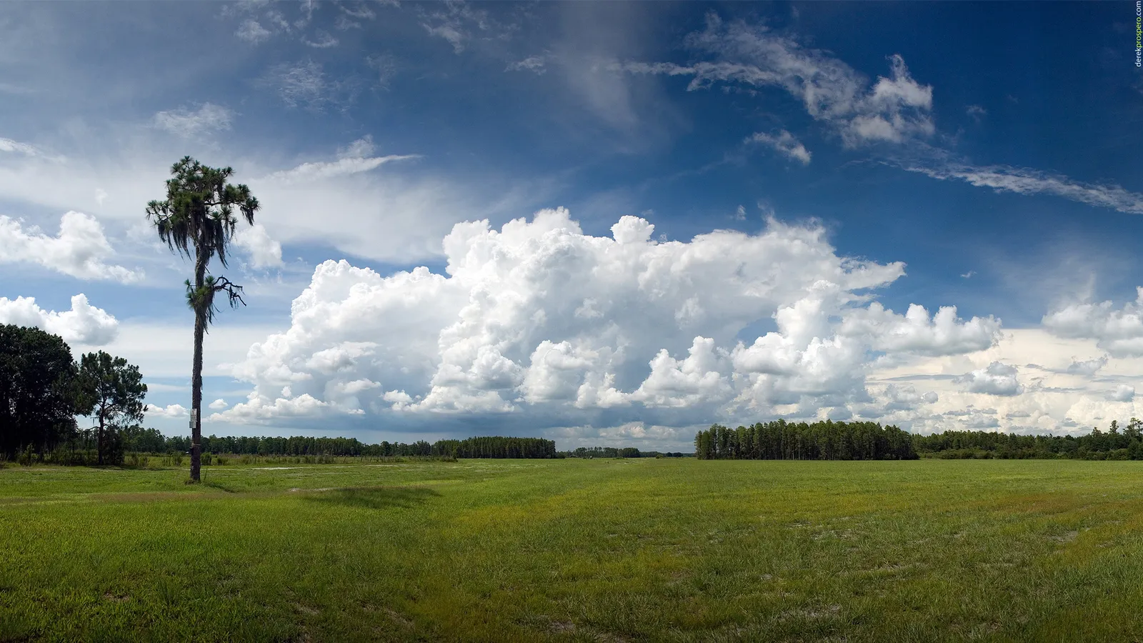 A lone tree stands in a vast green field under a dramatic sky with large cumulus clouds.