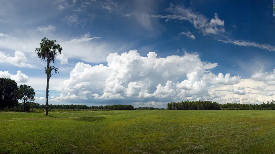A lone tree stands in a vast green field under a dramatic sky with large cumulus clouds.