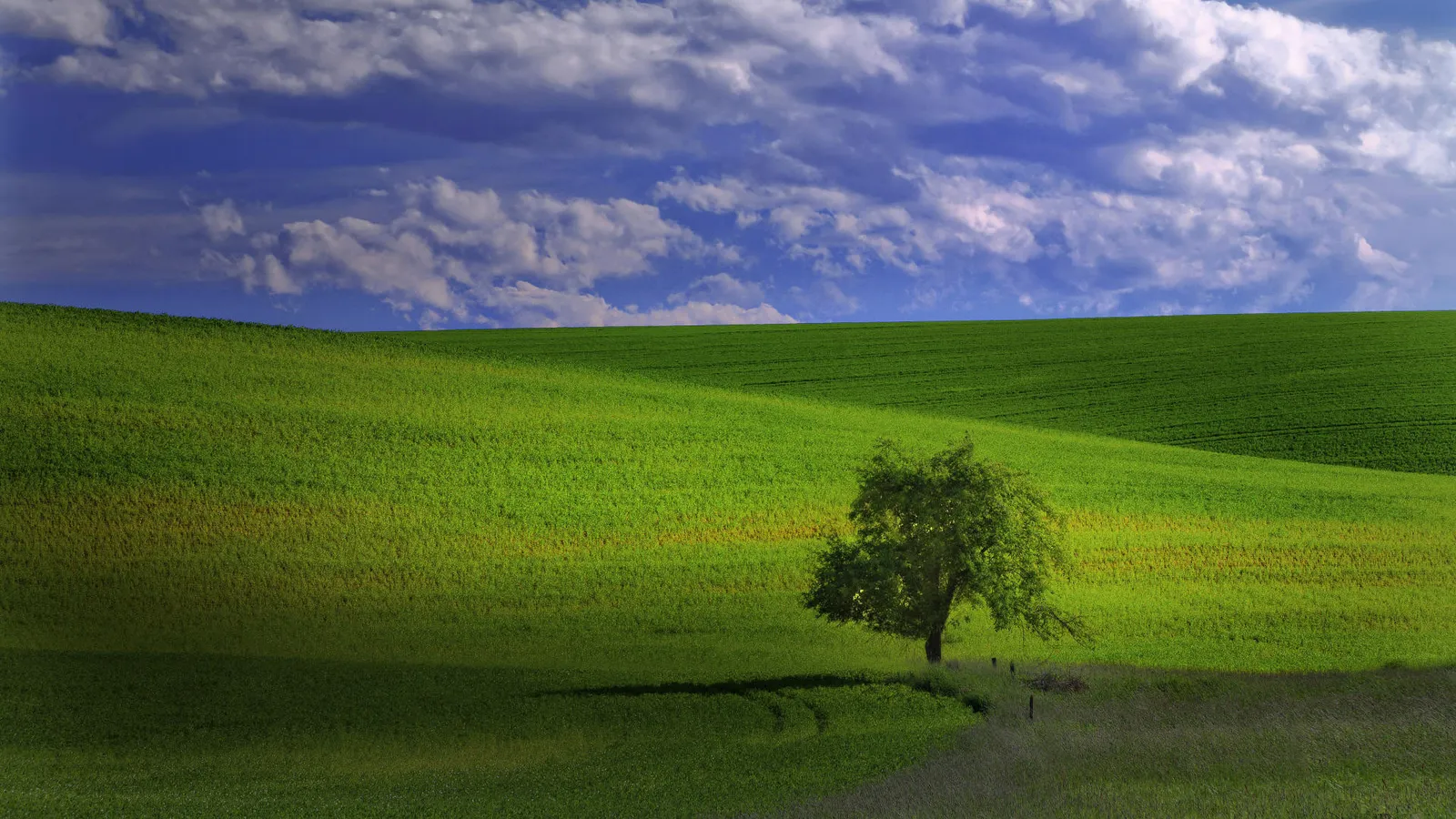 A solitary tree casts a shadow on rolling green hills under a blue sky with white clouds.