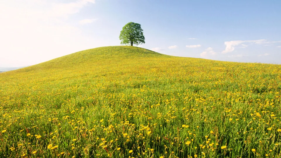 A single green tree stands atop a grassy hill dotted with numerous small yellow flowers under a clear blue sky.