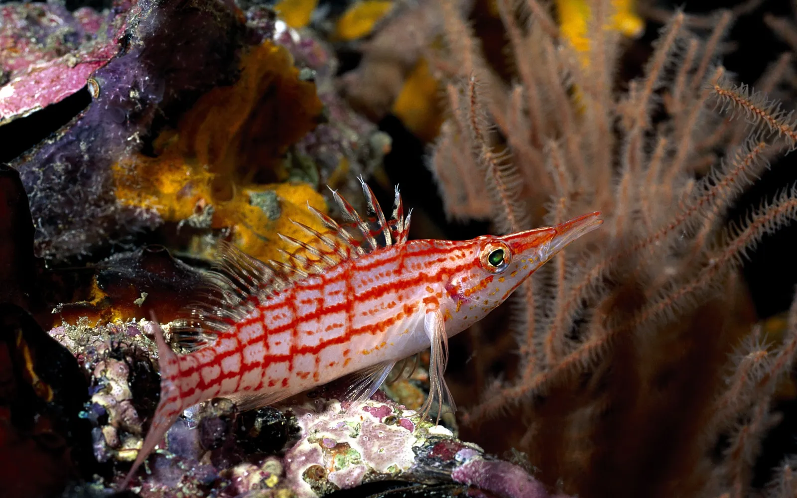 A longnose hawkfish with red grid patterns rests on a coral reef next to a purple sponge.