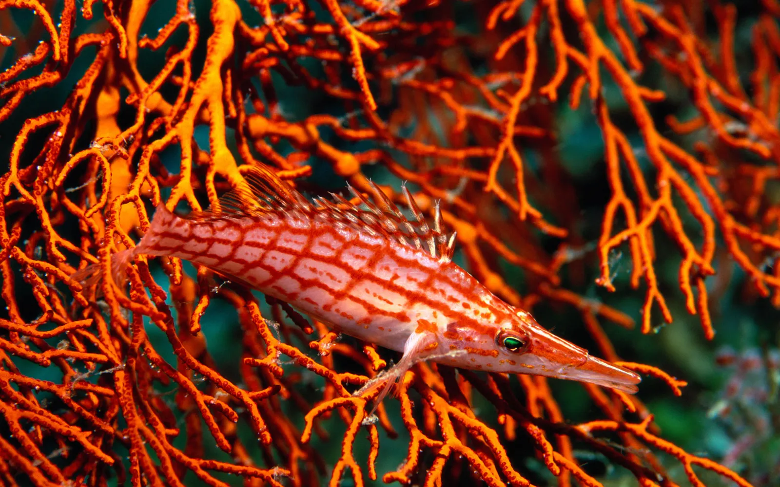 A longnose hawkfish with a patterned body rests on bright orange coral.