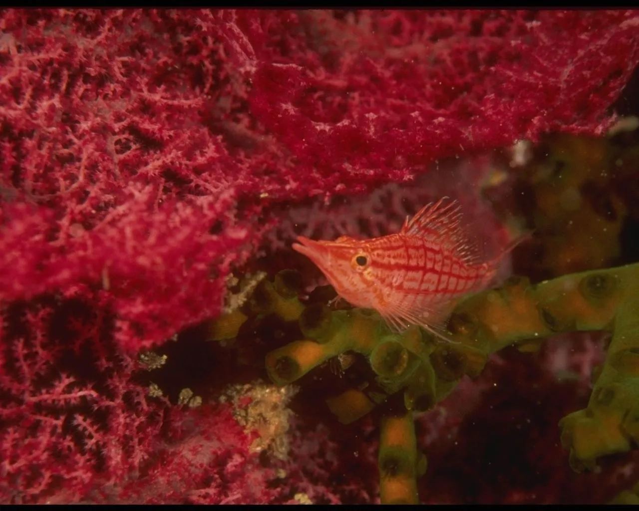 A small, orange and white striped Longnose Hawkfish rests on green sea vegetation, with vibrant red coral in the background.